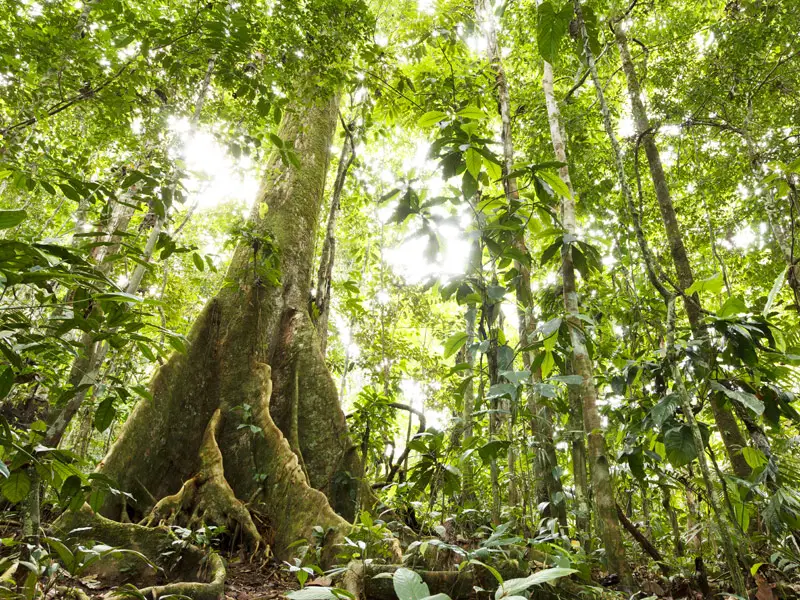 amazon rainforest trees