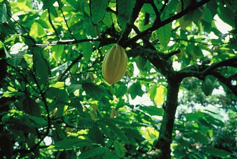     Theobroma cacao