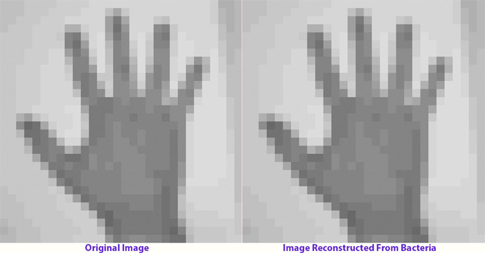 dna hand image