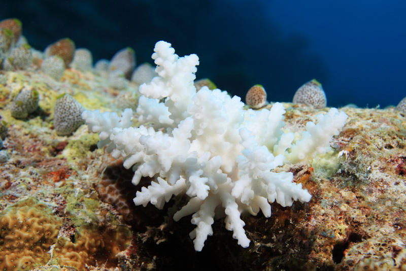 coral bleaching