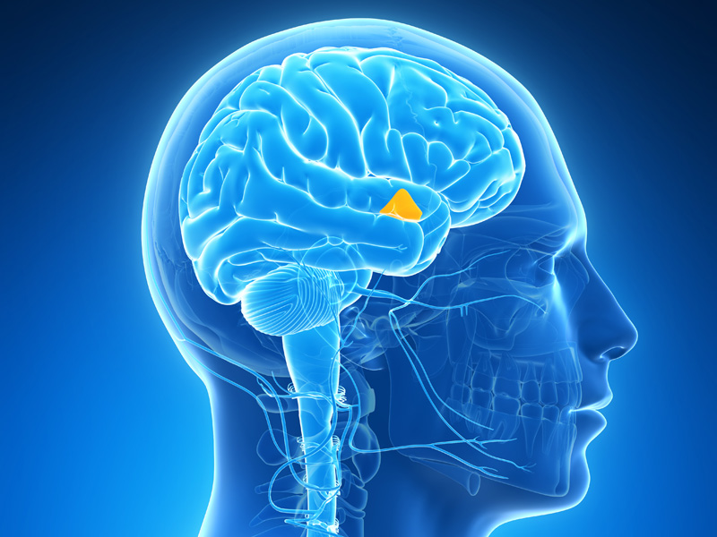 hypothalamus brain aging