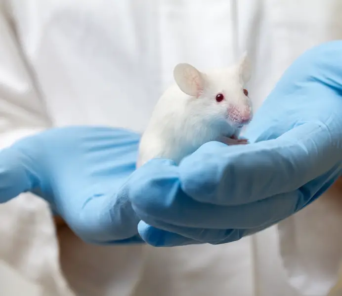 youthful plasticity brain aging mice