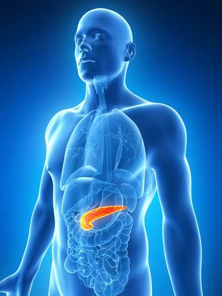 pancreas diagram