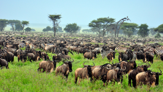 serengeti