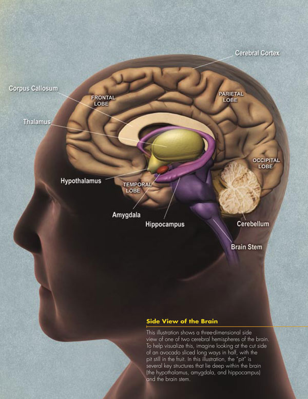 brain diagram