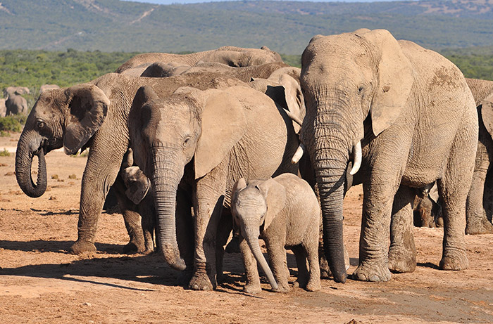 african elephants