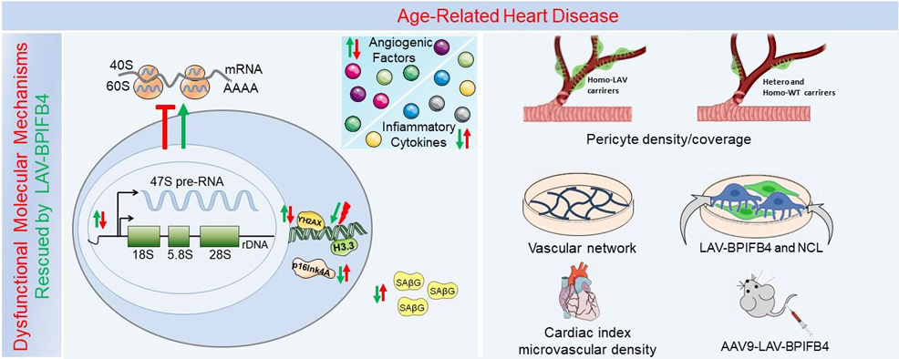 anti-aging gene bpifb4