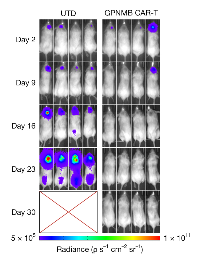 Bioluminescence images showing glioblastoma tumour growth in control mice and tumour clearance following GPNMB CAR-T treatment