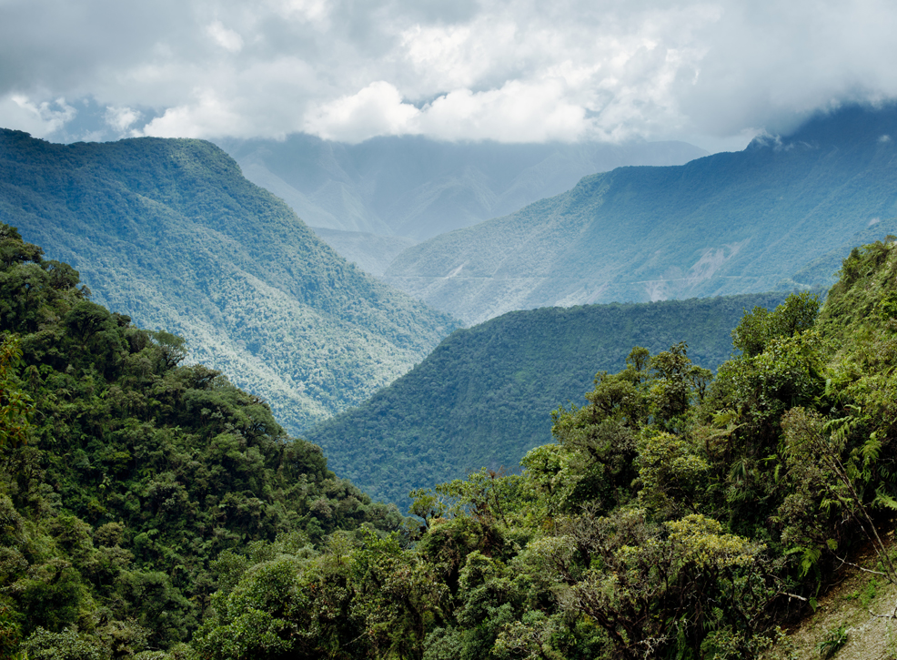 cloud forest bolivia yungas
