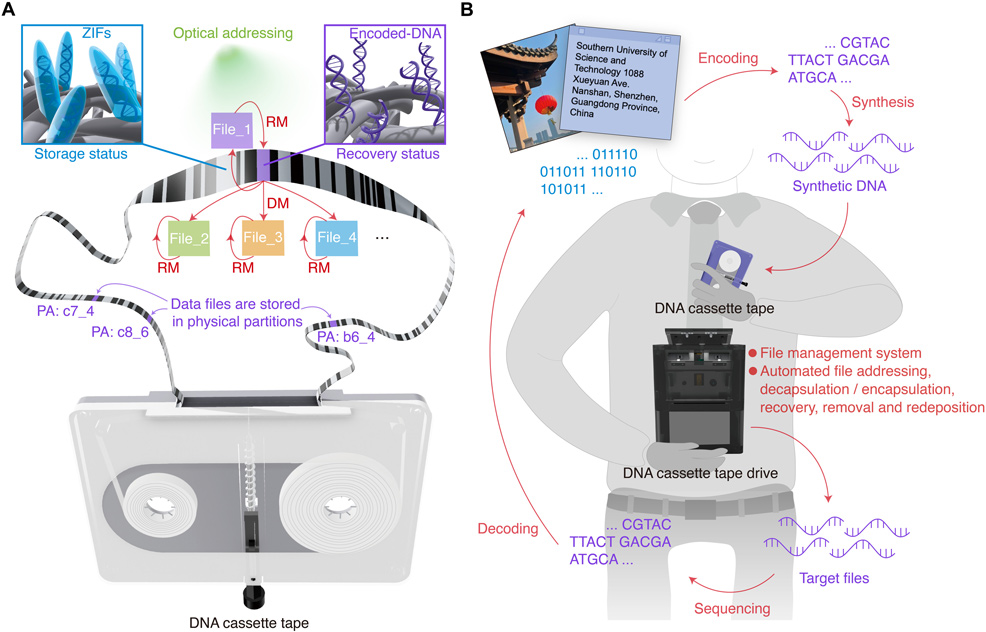 dna storage cassette tape