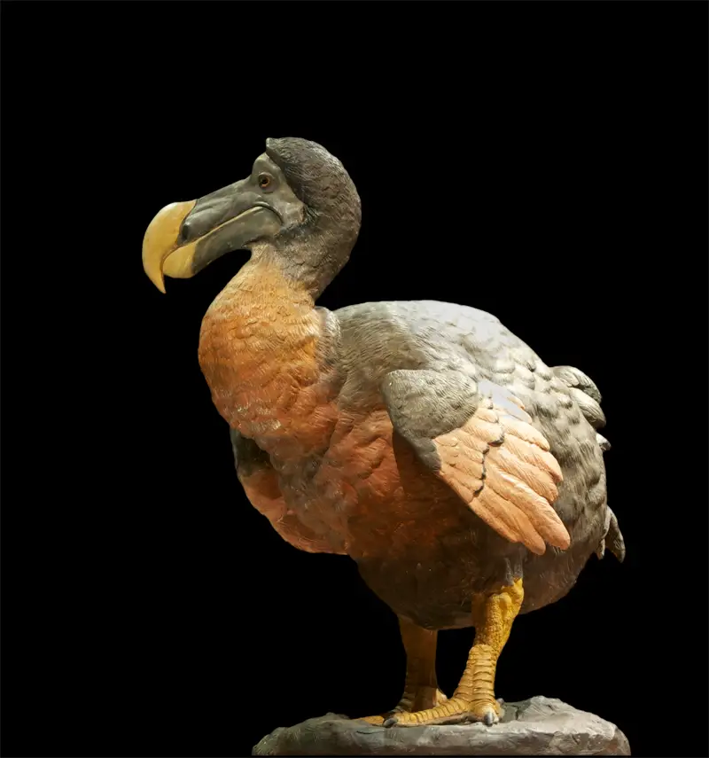 dodo extinction timeline