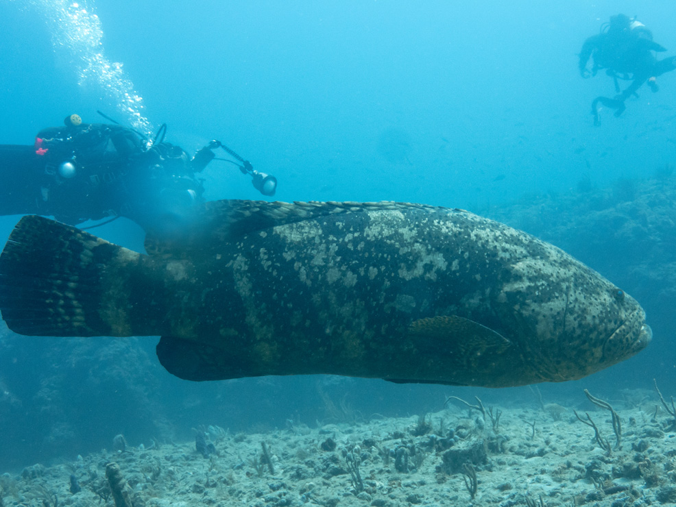 grouper fish