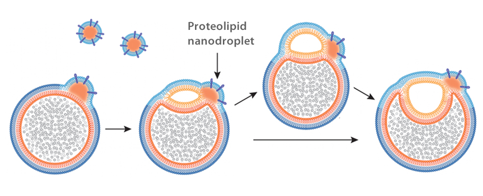 hemifusome diagram