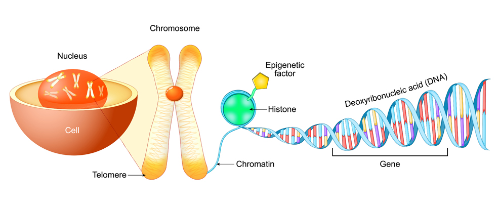 histone diagram