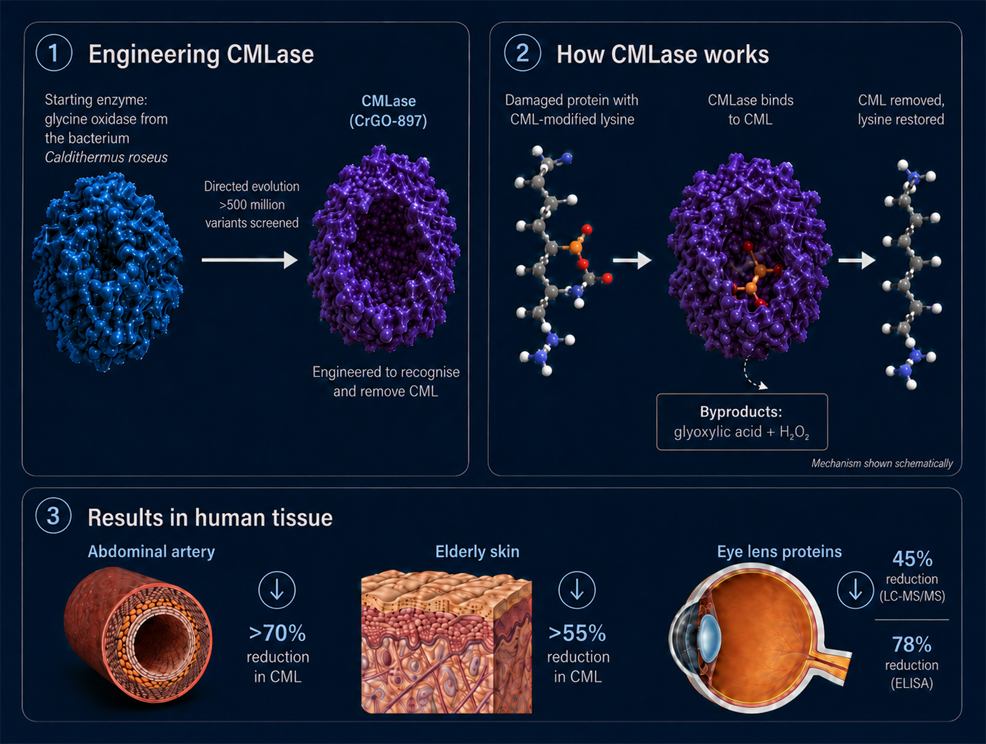 How CMLase works infographic