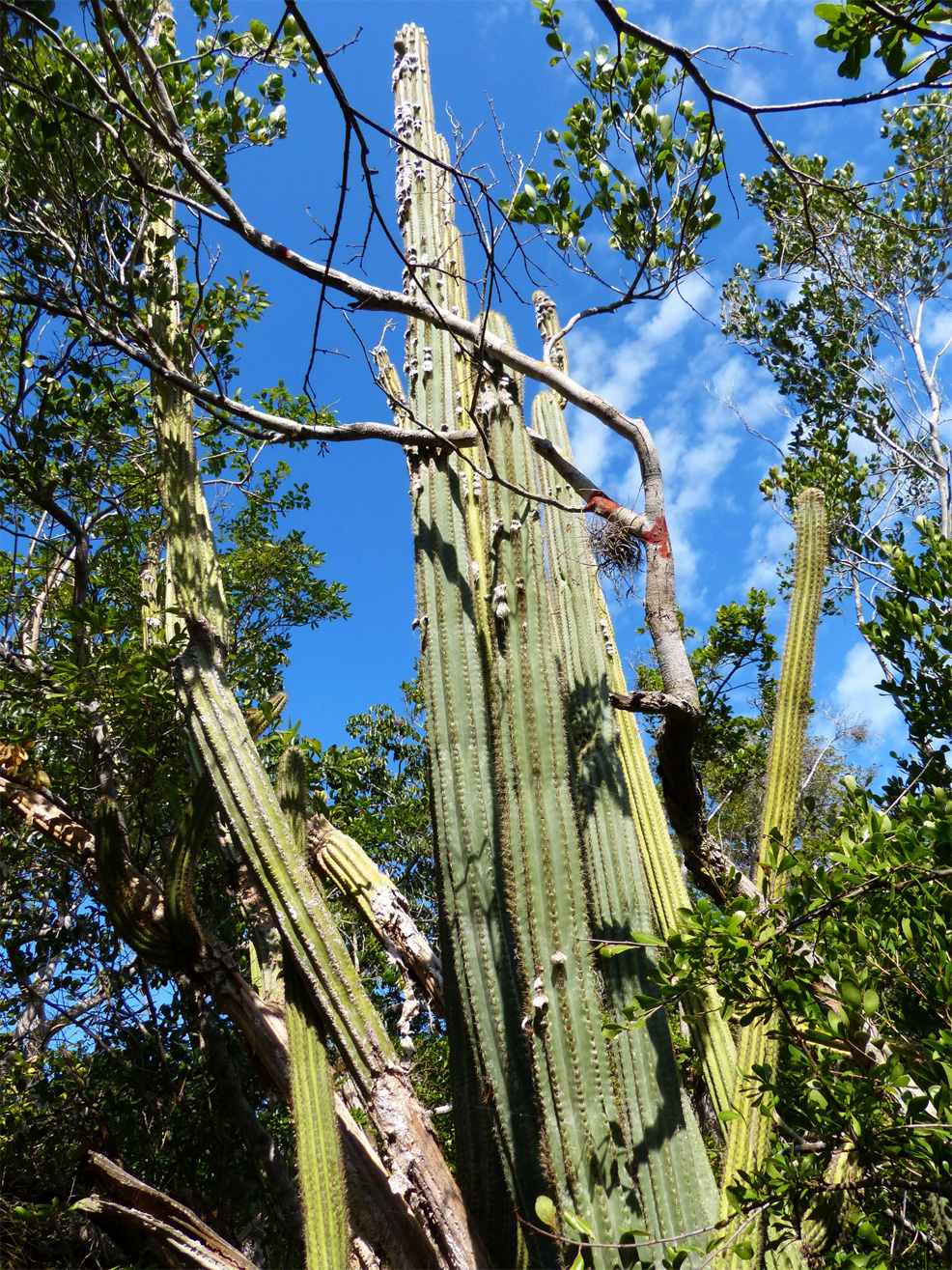key largo tree cactus extinct due to rising sea levels