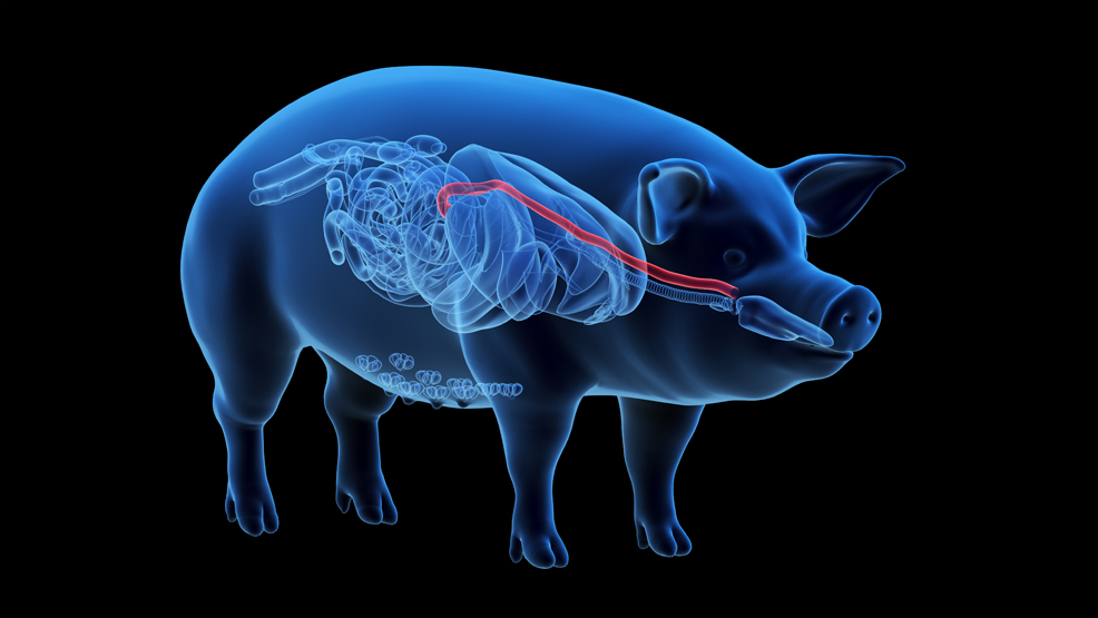 Lab grown pig oesophagus highlighted