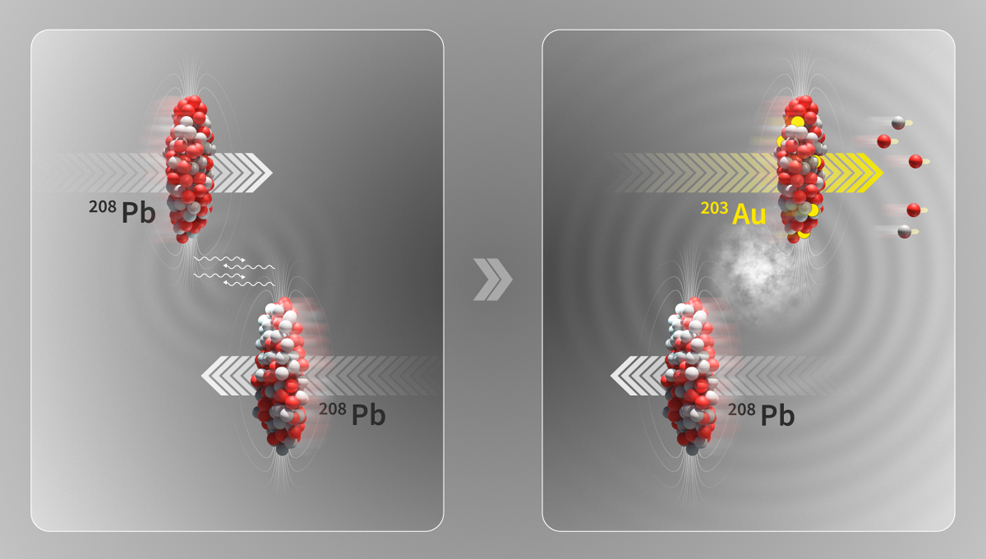 large hadron collider turns lead into gold