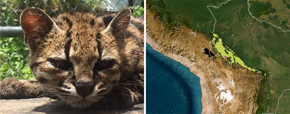 leopardus tilcayo new cat species