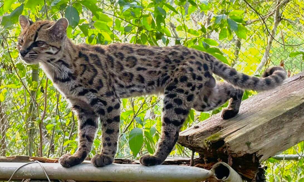 leopardus tilcayo new cat species genomics