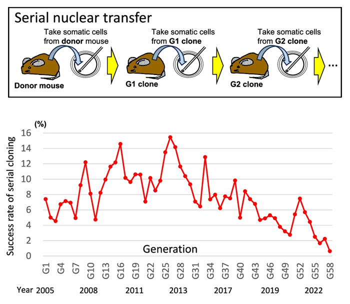 mice clone success rate over time