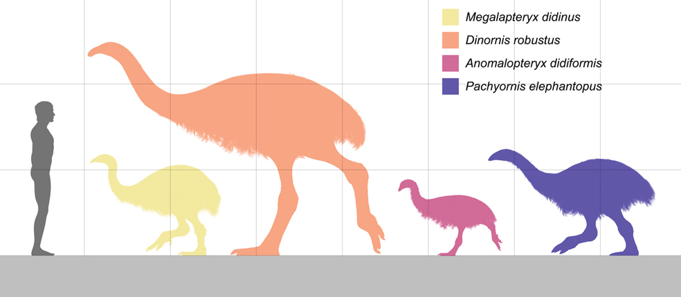 moa size comparison with human