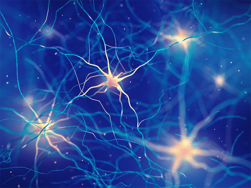 Protein restores aging brain stem cells