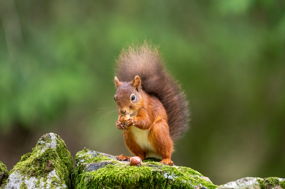 red squirrel in england
