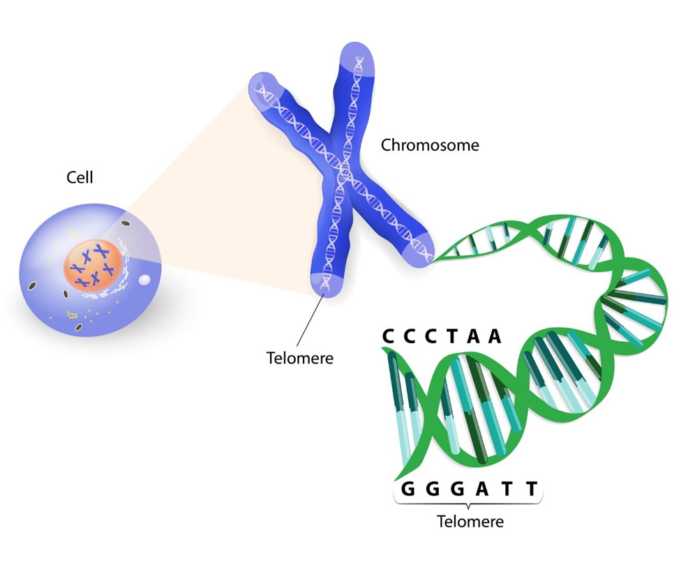 telomeres vitamin d
