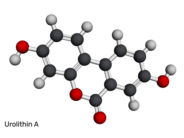 urolithin a molecule