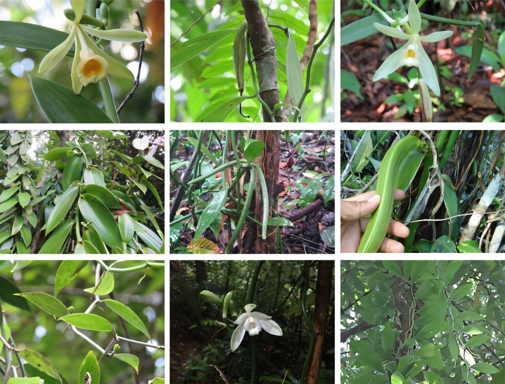 wild vanilla threat climate change 2050