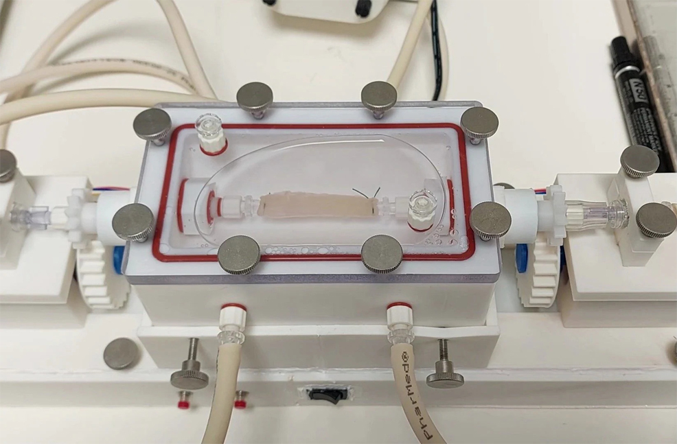 Worlds first lab grown oesophagus