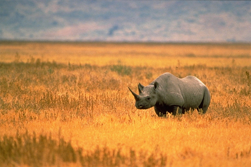 ancestor of a west african black rhinoceros ancestor of a west african black rhinoceros