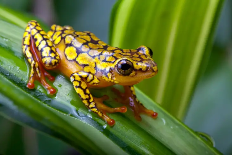 amphibians future extinction global warming climate change 2050 2100 endangered